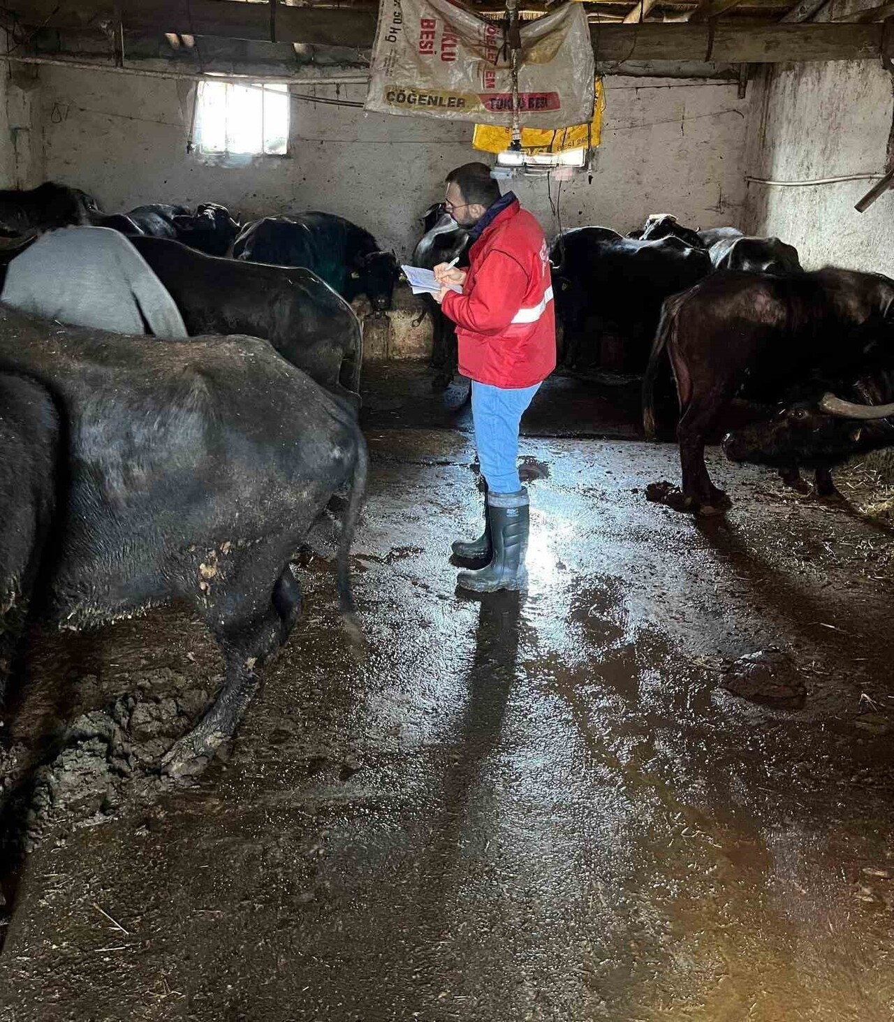 AFYONKARAHİSAR TARIM VE ODMAN MÜDÜRLÜĞÜ TARAFINDAN BAŞLATILAN 'HALK ELİNDE ANADOLU MANDASININ...