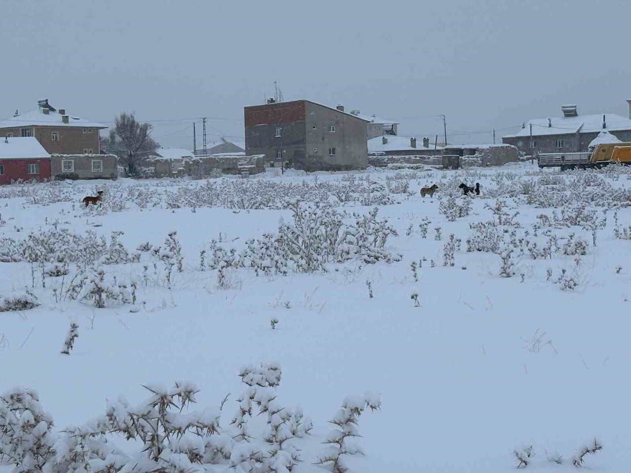 AĞRI'NIN DİYADİN İLÇESİNDE KIŞ AYLARINDA ARTAN BAŞIBOŞ KÖPEK SORUNU, ÖZELLİKLE OKULA GİDEN...