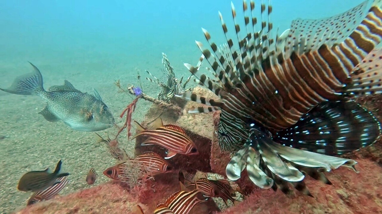 AKDENİZ ÜNİVERSİTESİ SU ÜRÜNLERİ FAKÜLTESİ'NDEN PROF. DR. MEHMET GÖKOĞLU, KONYAALTI SAHİLİ'NDE SON...