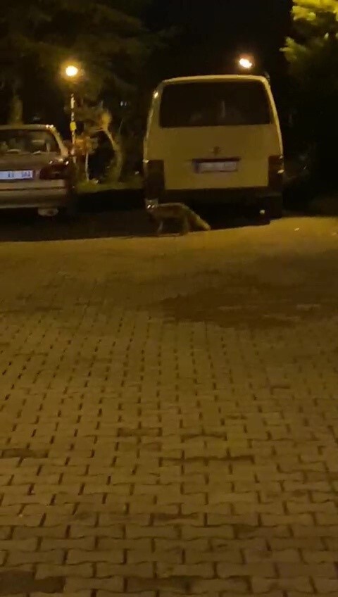 AKŞAM SAATLERİNDE YİYECEK ARAMAK İÇİN ŞEHRE İNEN TİLKİ VATANDAŞIN KAMERASINA TAKILDI. UZUN SÜRE...