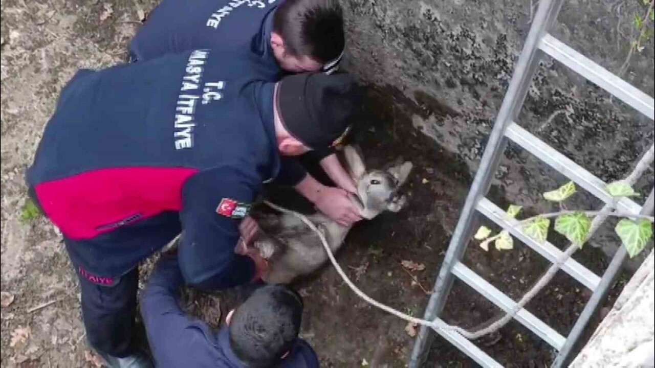AMASYA’DA BOŞ HALDEKİ SULAMA HAVUZUNA DÜŞEN YAVRU KARACA, İTFAİYE EKİPLERİ TARAFINDAN...