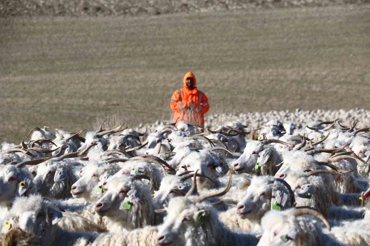 ANKARA'NIN AYAŞ İLÇESİNDE DEDEDEN TORUNA AKTARILAN TİFTİK KEÇİSİ YETİŞTİRİCİLİĞİ, 3 BİN BAŞLIK...
