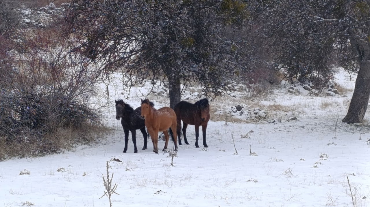 ANKARA’NIN BEYPAZARI İLÇESİNDE KAR ALTINDA GÖRÜNTÜLENEN YILKI ATLARI KARTPOSTALLIK GÖRÜNTÜLER...