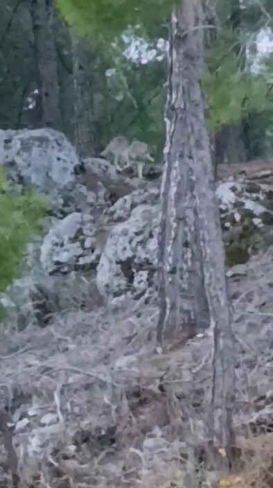 ANTALYA’NIN ALANYA İLÇESİNE BAĞLI UZUNÖZ MAHALLESİ’NDE HAVALARIN SOĞUMASI VE YAYLALARDAN KÖYLERE...