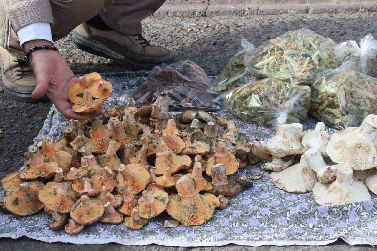 AYDIN'IN BOZDOĞAN İLÇESİNDE DAĞLIK VE ORMANLIK ALANLARDA DOĞAL OLARAK YETİŞEN MANTARLAR LEZZETİYLE...