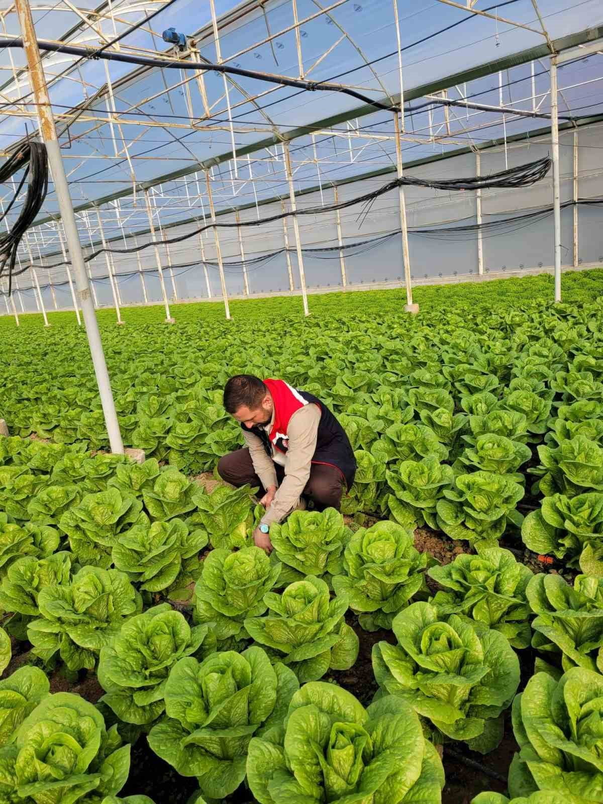 AYDIN'IN BUHARKENT İLÇESİNDE HASAT ÖNCESİ PESTİSİT PROGRAMI KAPSAMINDA ZEYTİN, PORTAKAL VE...