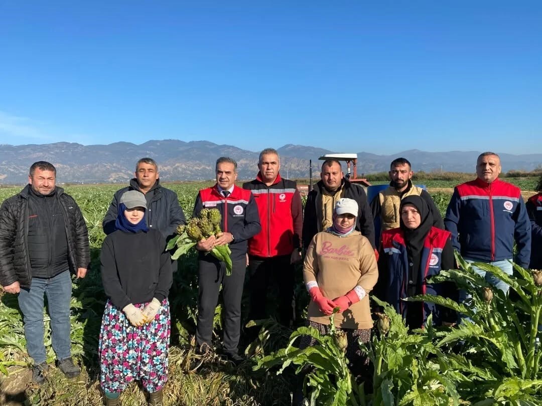 AYDIN’DA COĞRAFİ İŞARET TESCİLİNE SAHİP AYDIN ENGİNARI'NDA YILIN İLK HASADI...