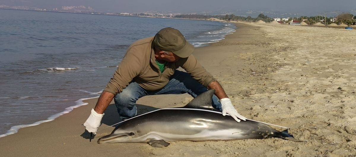 AYDIN’IN KUŞADASI İLÇESİNDE SAHİLE TELEF OLMUŞ TIRTAK TÜRÜ YUNUS BALIĞI VURDU.
