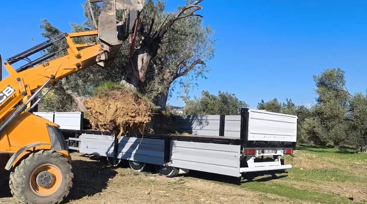 BALIKESİR’İN GÖMEÇ İLÇESİNDE İLÇE TARIM VE ORMAN MÜDÜRLÜĞÜ, ZEYTİN AĞAÇLARININ SÖKÜMÜ VE TAŞINMASI...