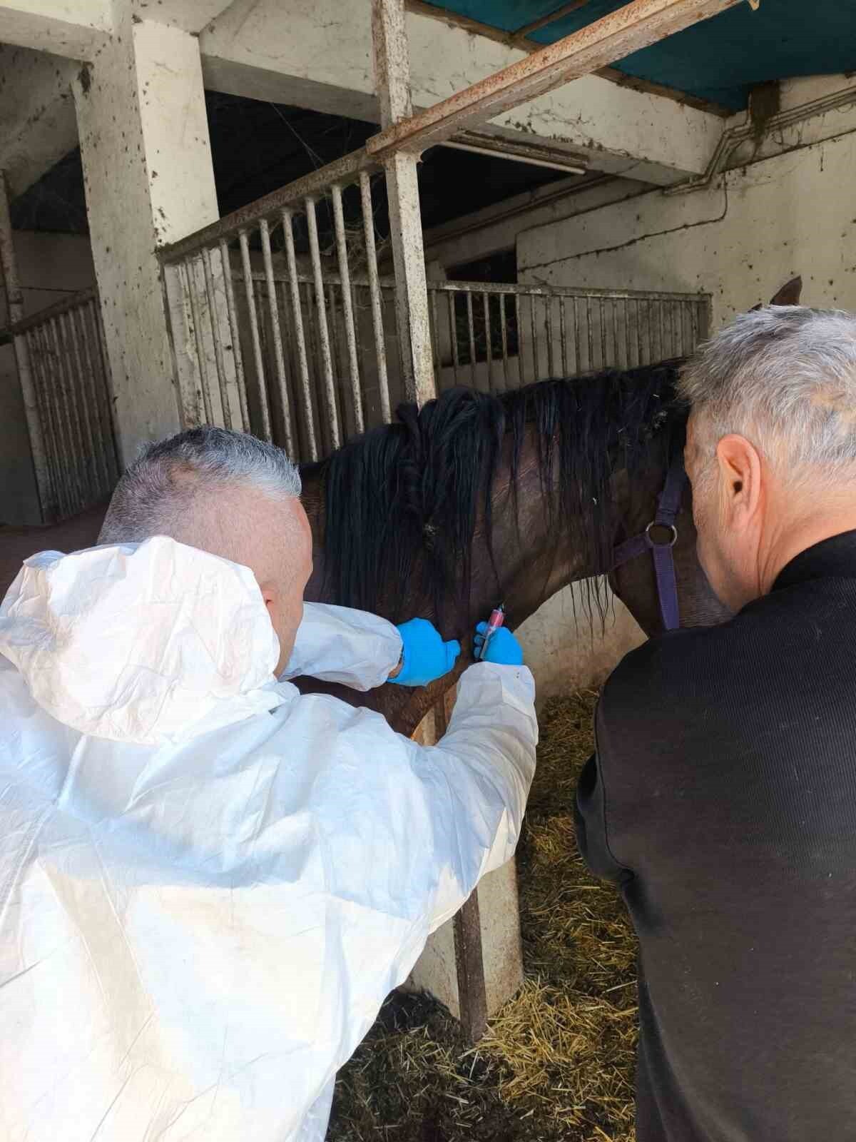 BARTIN'DA YETİŞTİRİLEN SAFKAN İNGİLİZ YARIŞ ATI WEEPİNG TREE, SAĞLIK KONTROLÜNDEN...