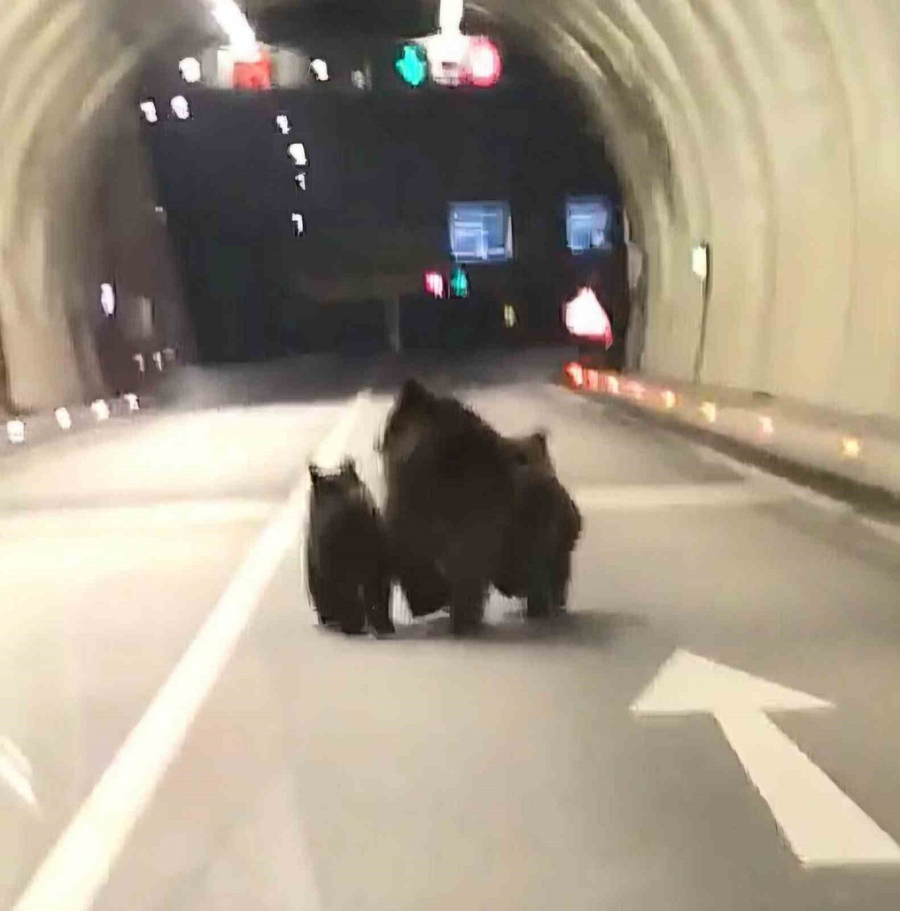 BARTIN'IN AMASRA İLÇESİ GİRİŞİNDE YER ALAN 1100 METRELİK TÜNELDE 3 AYI GÖRÜNTÜLENDİ. AYILAR...