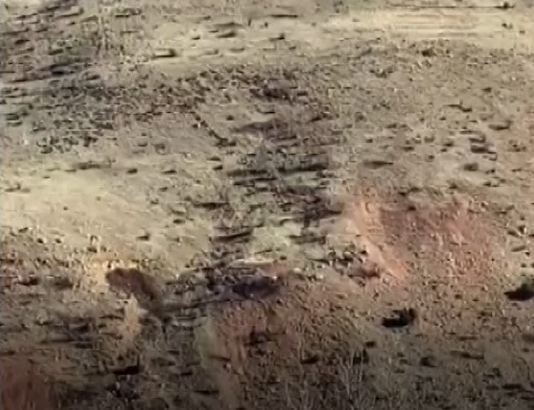 BATMAN'IN GERCÜŞ İLÇESİNDE SÜRÜ HALİNDE DOLAŞAN DOMUZLAR, ÇİFTÇİLER ARASINDA TEDİRGİNLİĞE NEDEN...