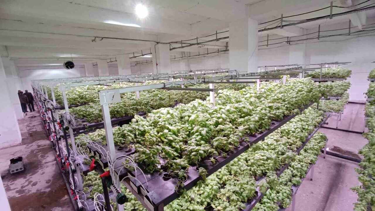 BATMAN ORGANİZE SANAYİ BÖLGESİ’NDE EKSİ BİRİNCİ KATTA KURULAN ÜÇ KATLI HİDROPONİK SERA, HEM...