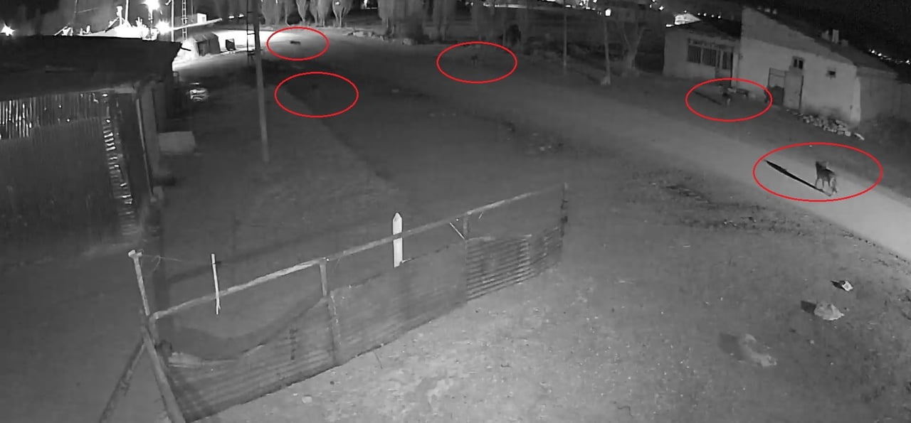 BAYBURT'TA 5 KURDUN KÖPEĞİ TUZAĞA ÇEKTİĞİ ANLAR KAMERADA