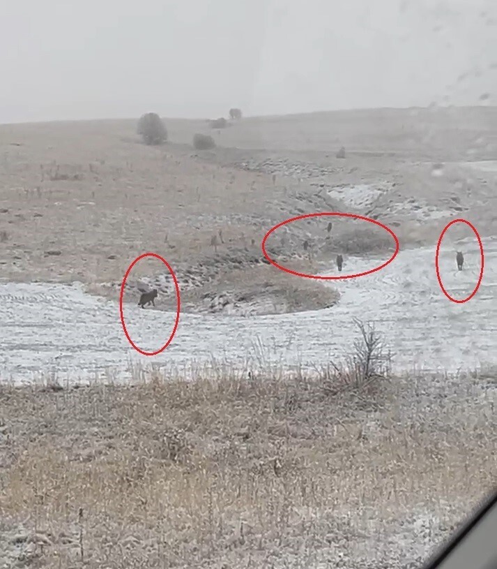 BAYBURT’UN KÖYLERİNDE KURT SÜRÜLERİ GÖRÜLDÜ