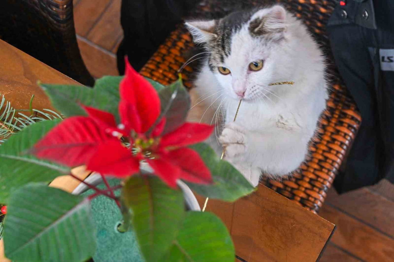 BEŞİKTAŞ BELEDİYESİ, İLÇEDE YAŞAYAN 65 YAŞ ÜSTÜ KOMŞULARINI JAPON ÇİÇEK DÜZENLEME SANATI İKEBANA...