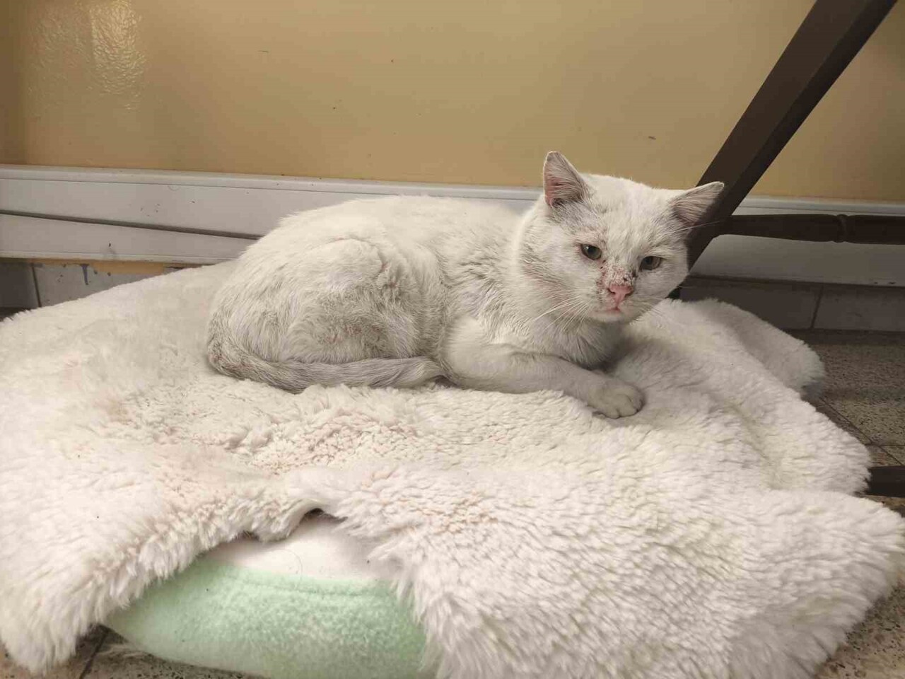 BİLECİK'İN BOZÜYÜK İLÇESİNDE BULUNAN SAFFET ŞEKER İLKOKULUNUN ÖĞRETMENLERİ VE ÖĞRENCİLERİ...