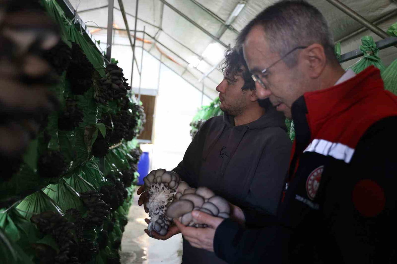 BİLECİK’TE YÜZDE 100 HİBELİ İSTİRİDYE MANTAR ÜRETİMİ BAŞLADI