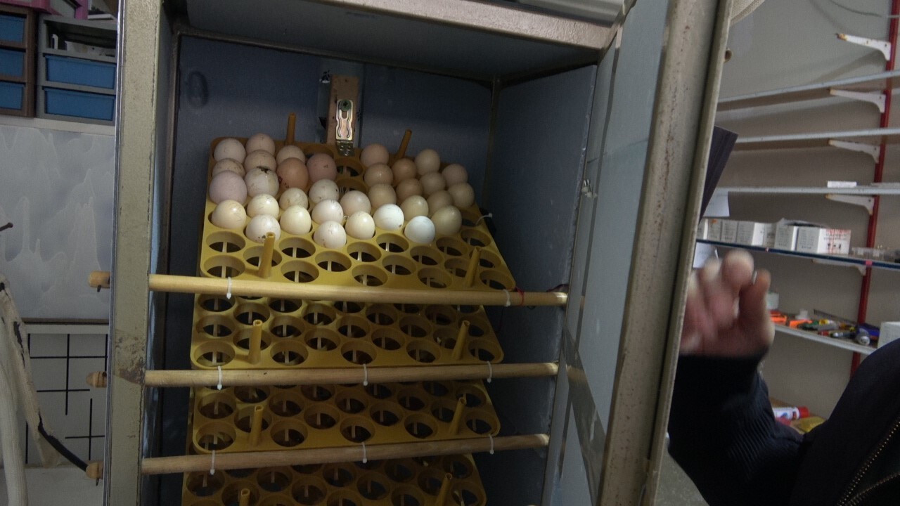 BİNGÖL'DE CİVCİVLERİ ÇOK SEVEN ANCAK TEMİN EDEBİLECEK BİR YER BULAMAYAN  ELEKTRİK MÜHENDİSİ ENES...