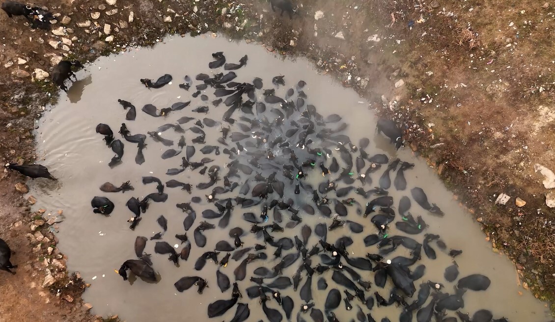 BİTLİS'İN GÜROYMAK İLÇESİNDEKİ BUDAKLI KAPLICASINA TEMİZLENMEYE GÖTÜRÜLEN MANDALARIN KAPLICA KEYFİ...