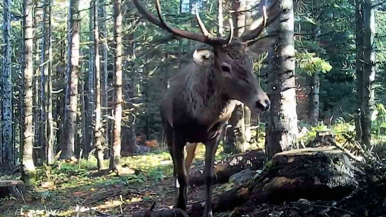 BOLU'DA ORMANLIK ALANA KURULAN FOTOKAPANLARA KURT, GEYİK, AYI VE KARACANIN GÖRÜNTÜLERİ YANSIDI.