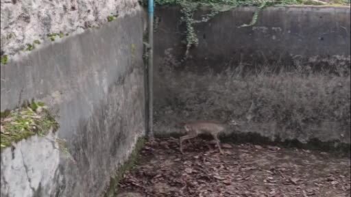 Boş havuza düşen yavru karacayı itfaiye ekipleri kurtardı