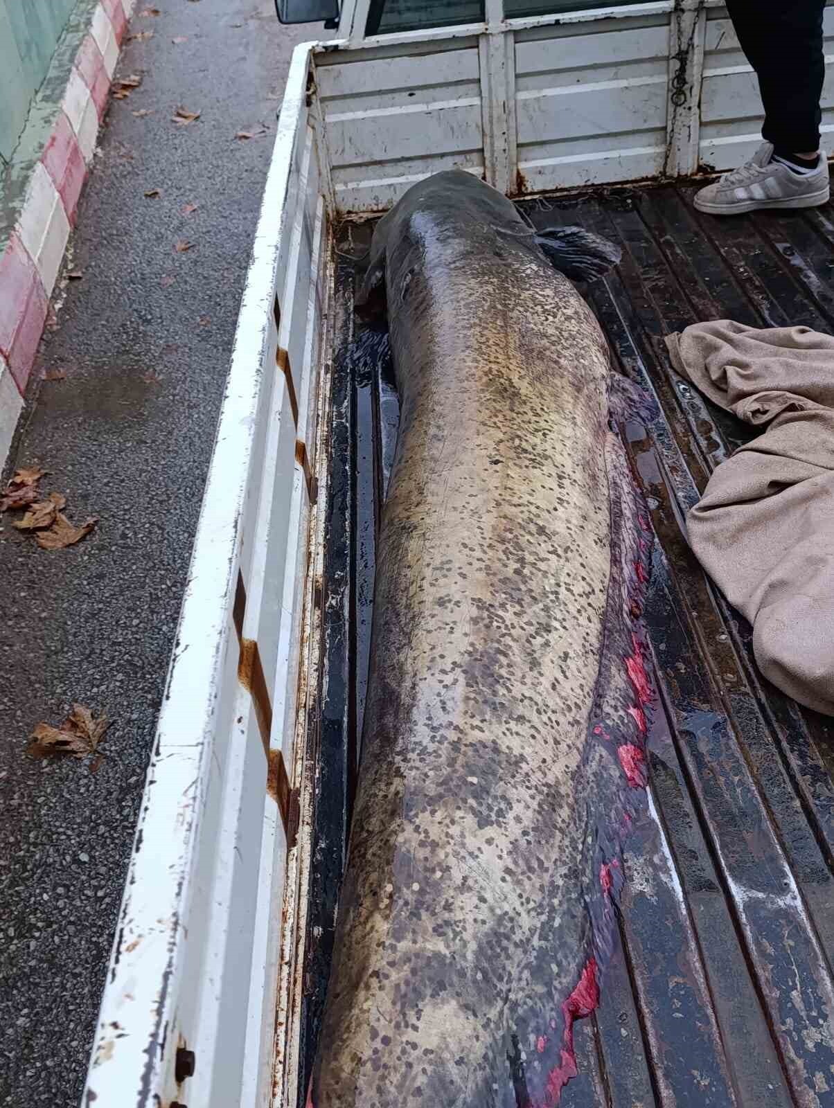 BOYALICA MAHALLESİ'NDE BİR BALIKÇI TARAFINDAN YAKALANAN 65 KİLOLUK DEV YAYIN BALIĞI GÖRENLERİ...