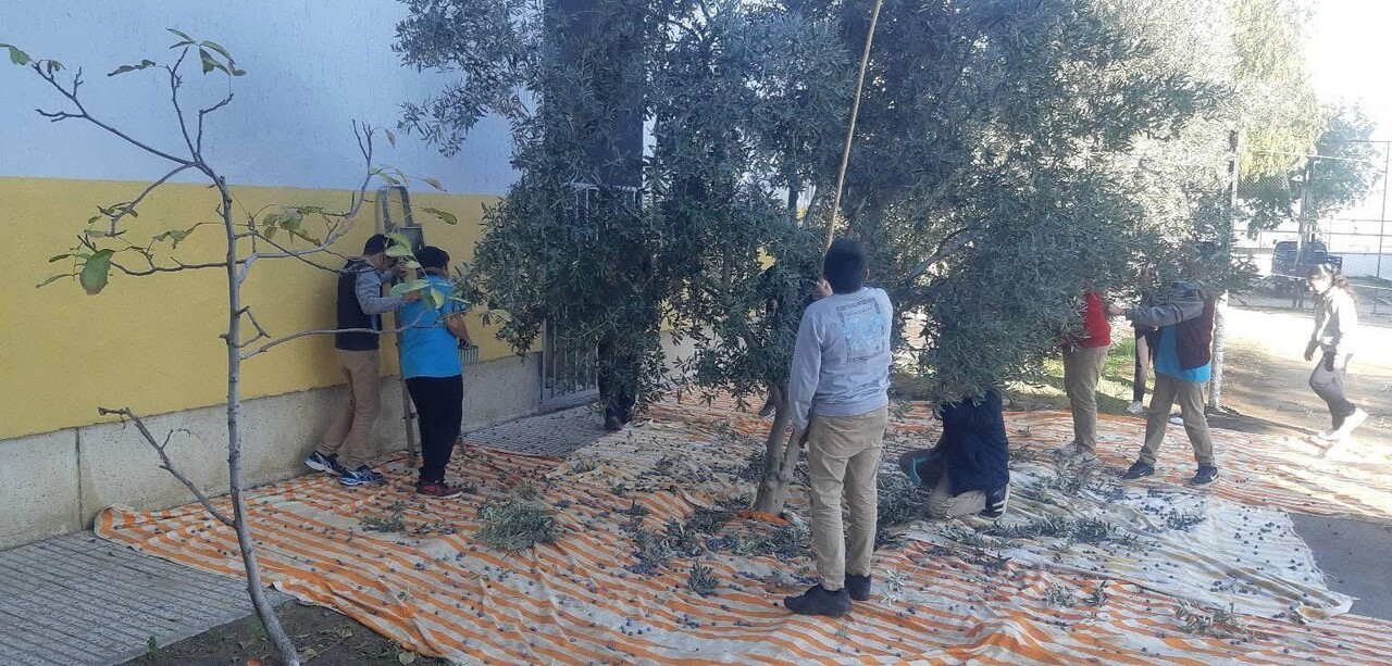 BOZDOĞAN’DA ÖĞRENCİLER ZEYTİN HASADI YAPTI