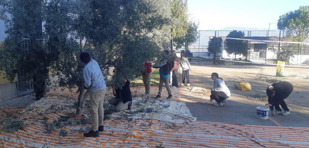 BOZDOĞAN’DA ÖĞRENCİLER ZEYTİN HASADI YAPTI