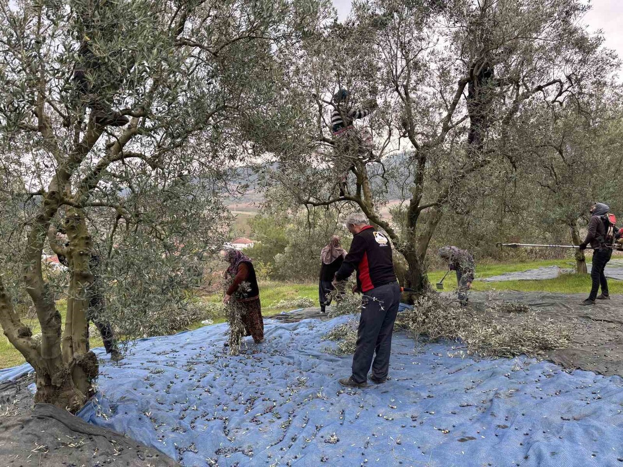 BU YIL YAĞLIK ZEYTİN ÇOK AZ, TARLADA 160 ALINAN ZEYTİN MARKETLERDE 500 LİRAYA SATILMASINA...