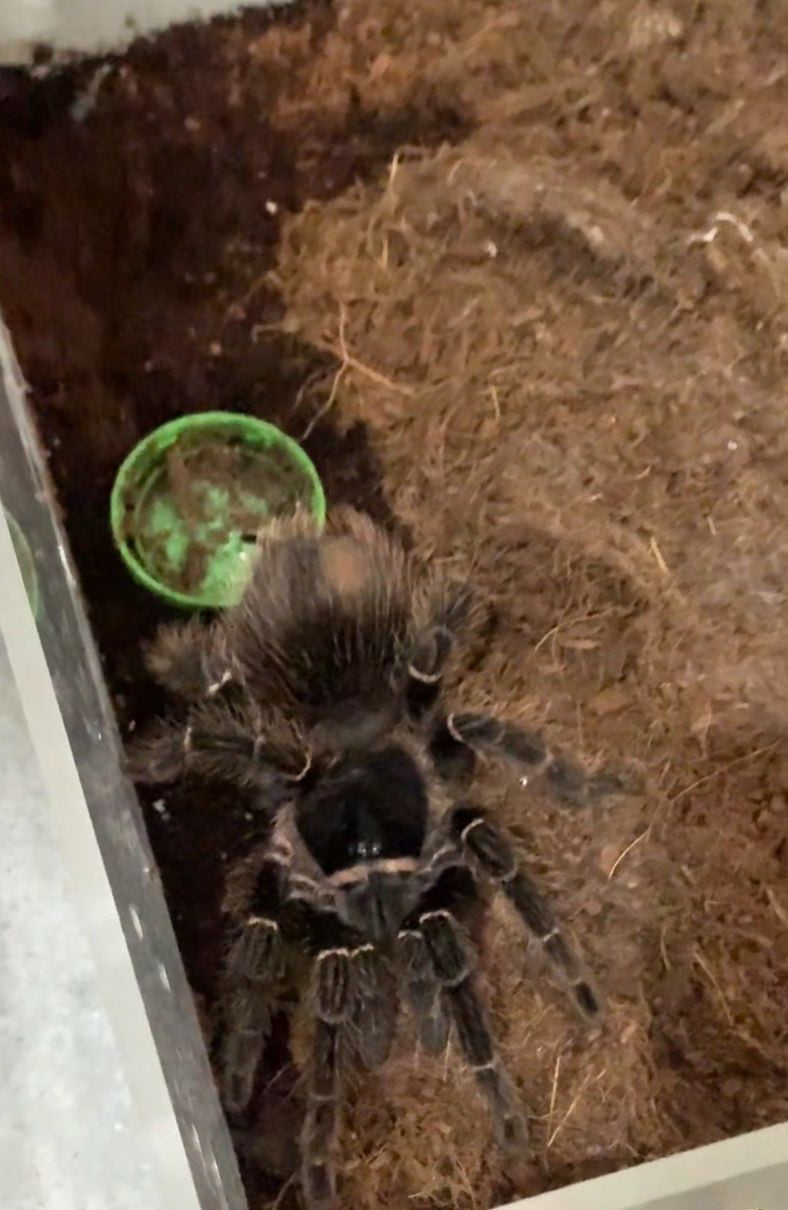 BURDUR'DA BURMA PİTONU, KIRMIZI KUYRUKLU BOA YILANI, TARANTULA ÖRÜMCEK, KERTENKELE VE PİTBULL ELE...