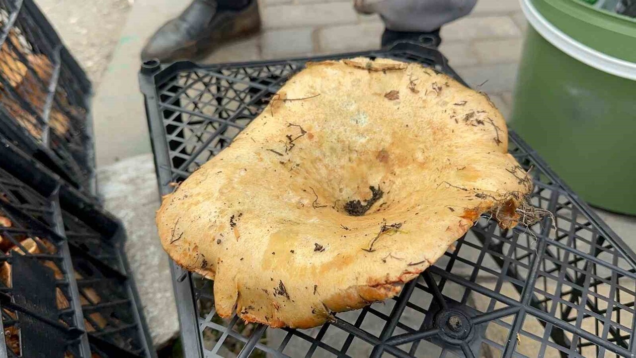 BURSA'NIN DAĞ İLÇELERİNDE YAĞMURDAN SONRA BOLLAŞAN KANLICA (MELKİ) MANTARININ KİLOSU 100 LİRAYA...