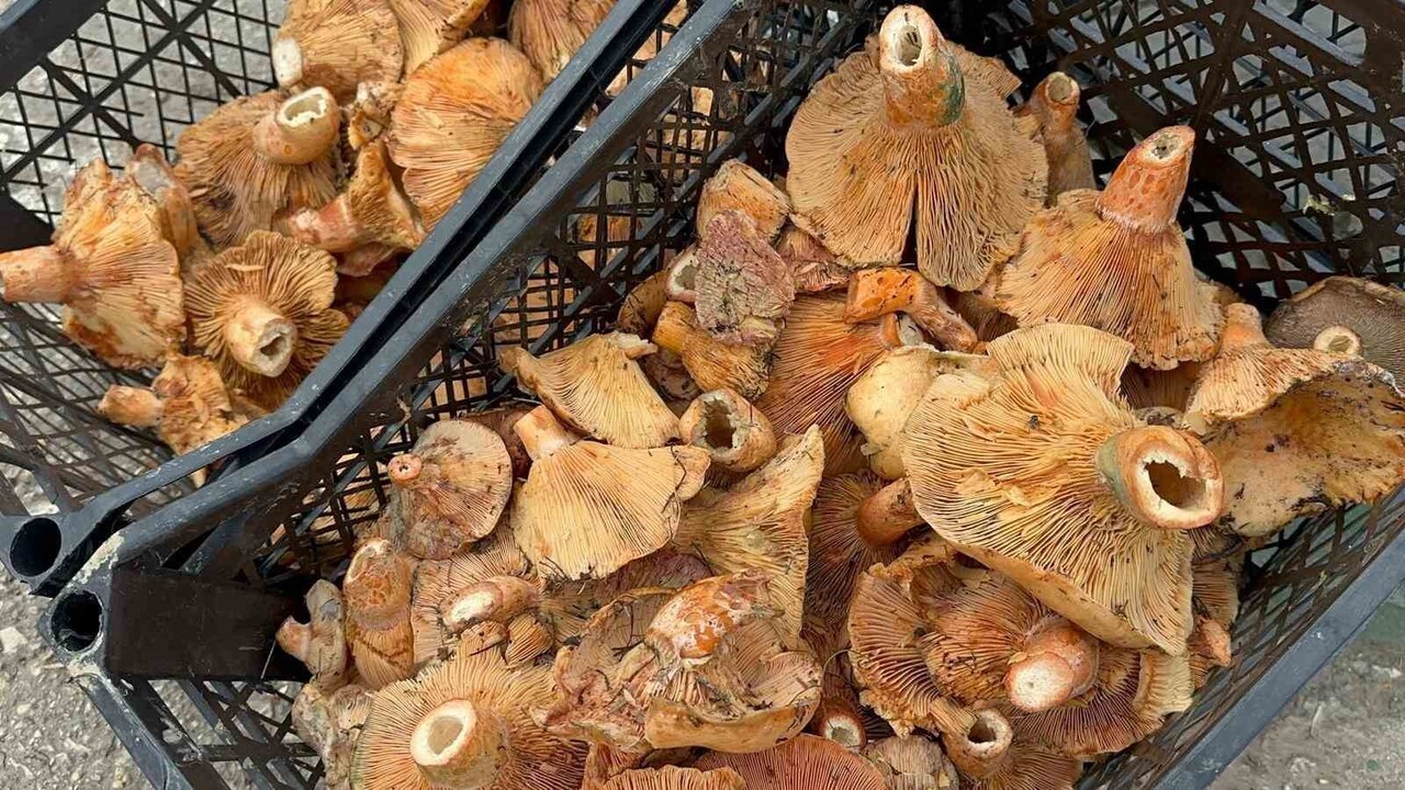 BURSA'NIN DAĞ İLÇELERİNDE YAĞMURDAN SONRA BOLLAŞAN KANLICA (MELKİ) MANTARININ KİLOSU 100 LİRAYA...