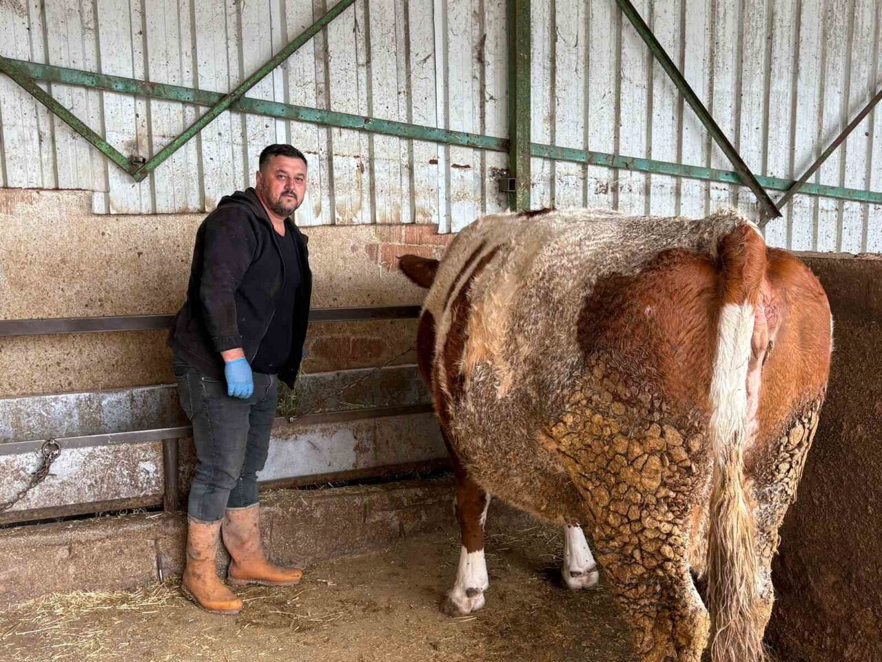 BURSA'NIN YENİŞEHİR İLÇESİNDE HAYVANCILIKLA UĞRAŞAN VE ŞAP NEDENİYLE 1,5 MİLYON LİRA KAYBI BULUNAN...