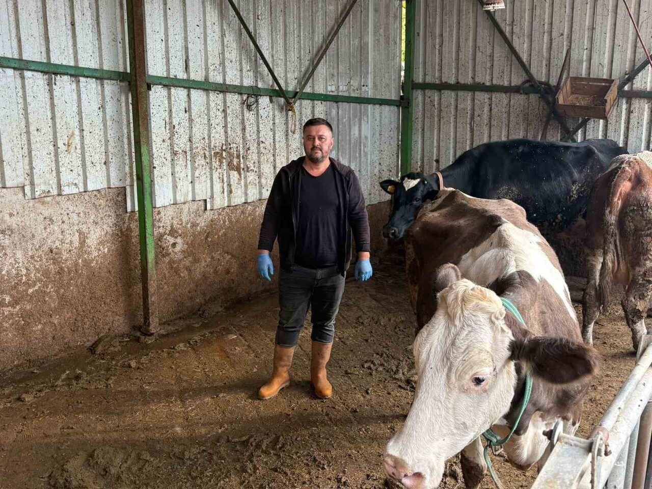 BURSA'NIN YENİŞEHİR İLÇESİNDE HAYVANCILIKLA UĞRAŞAN VE ŞAP NEDENİYLE 1,5 MİLYON LİRA KAYBI BULUNAN...