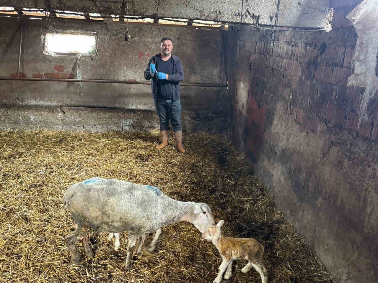 BURSA'NIN YENİŞEHİR İLÇESİNDE HAYVANCILIKTA DERİN YARALAR BIRAKAN ŞAP HASTALIĞI SÖNMEYE...