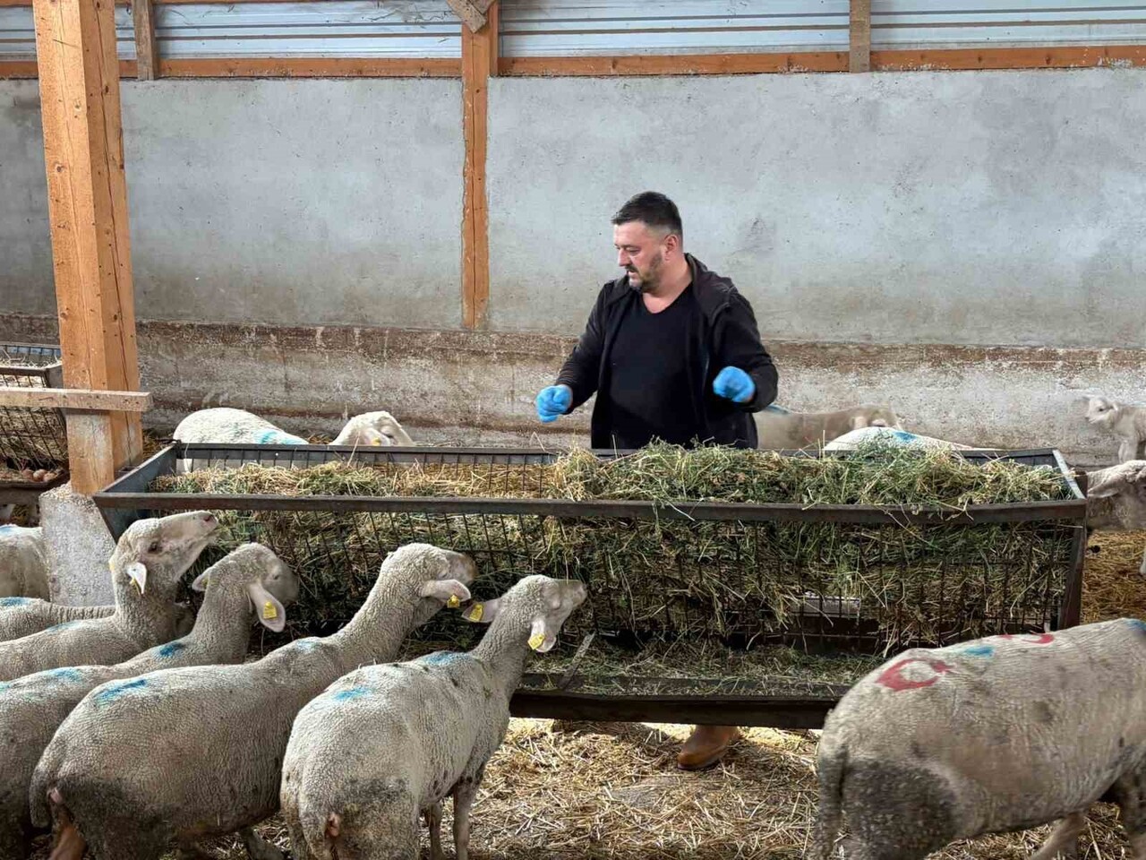 BURSA'NIN YENİŞEHİR İLÇESİNDE HAYVANCILIKTA DERİN YARALAR BIRAKAN ŞAP HASTALIĞI SÖNMEYE...