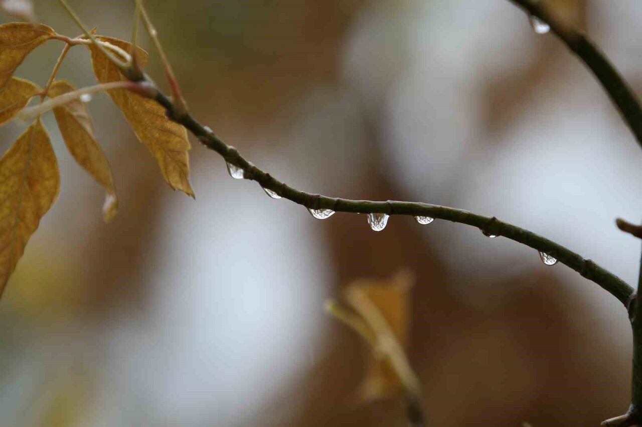 BURSA MERKEZ İLE YENİŞEHİR, KARACABEY, MUSTAFAKEMALPAYA GİBİ TARIMIN YOĞUN OLDUĞU İLÇELERDE HAFTA...