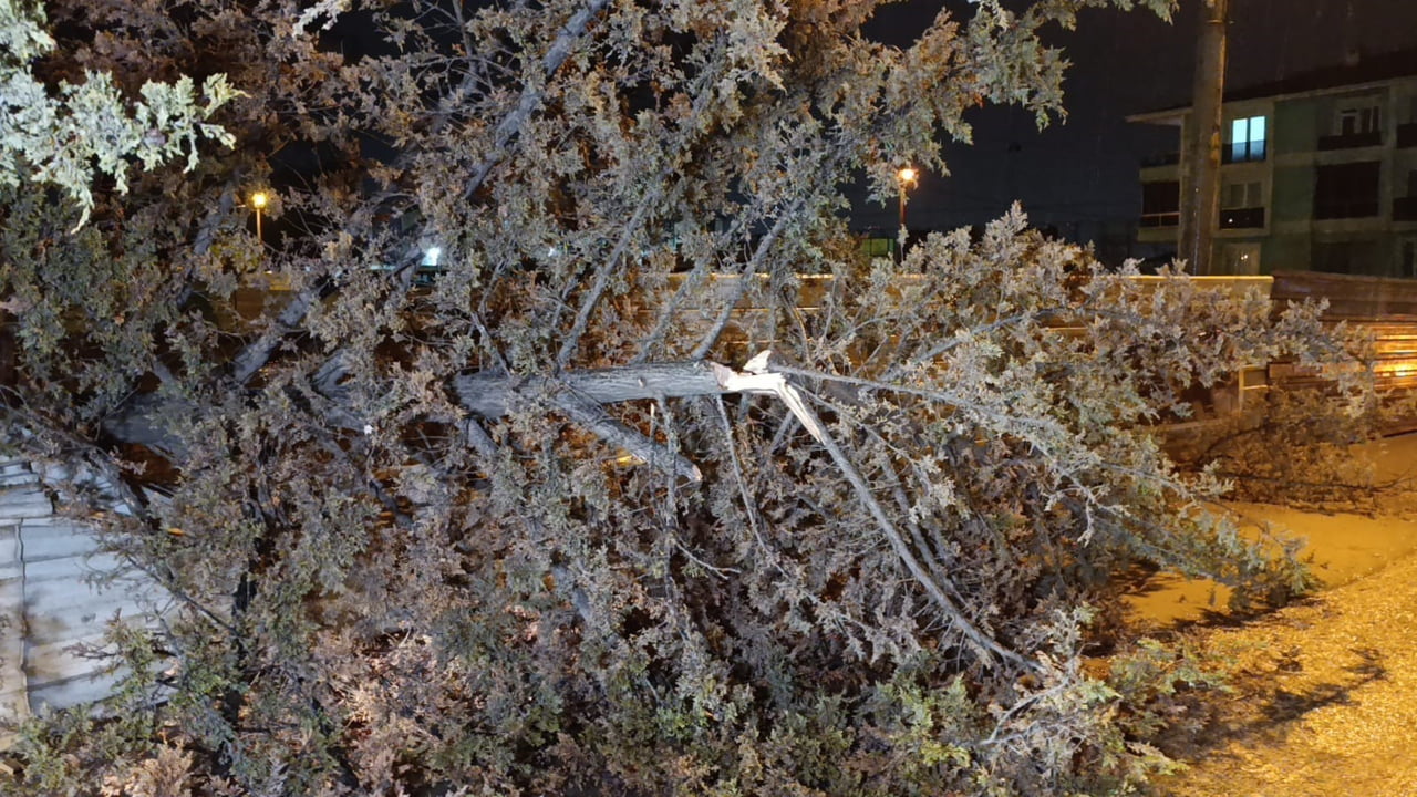 BURSA’NIN İNEGÖL İLÇESİNDE BİR İNŞAAT ALANINDA BULUNAN AĞAÇ, YAĞIŞ VE RÜZGARIN ETKİSİYLE KÖKÜNDEN...