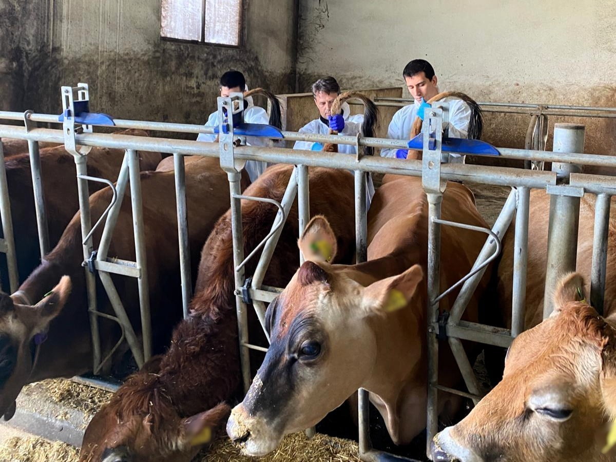 BÜYÜKBAŞ HAYVANLARIN KONTROLLERİ YAPILDI