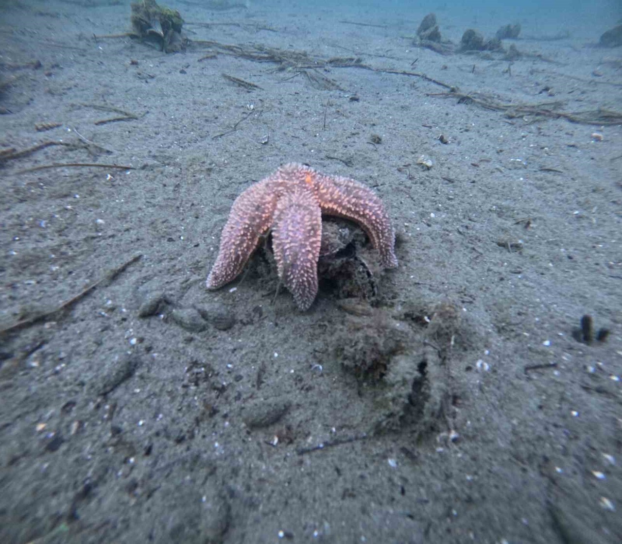 BÜYÜKŞEHİR BELEDİYESİ, MARMARA DENİZİ'NDEKİ 30 FARKLI NOKTADA DALGIÇLAR ARACILIĞI İLE DENİZ DİBİ...