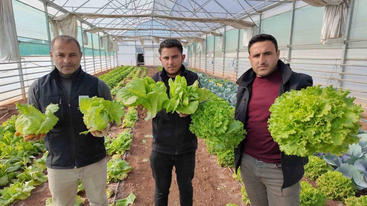 BÜYÜKŞEHİR BELEDİYESİ SERALARINDA KIŞLIK SEBZE HASADI BAŞLADI