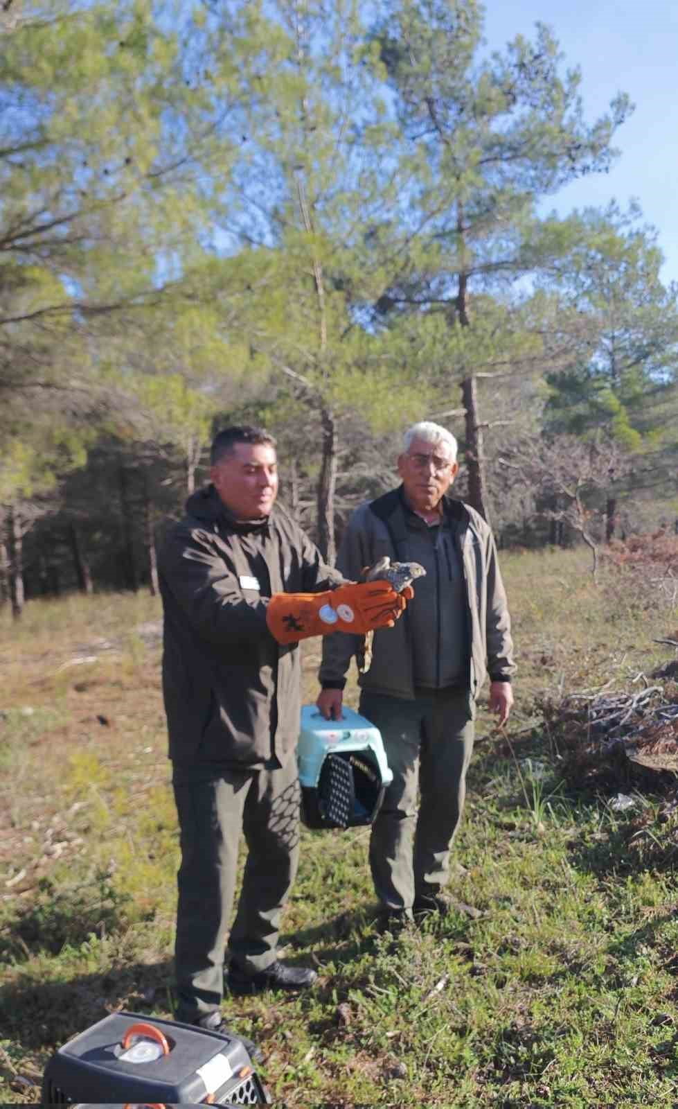 ÇANAKKALE'DE YARALI HALDE BULUNAN ATMACA TEDAVİSİNİN ARDINDAN DOĞAYA SALINDI.