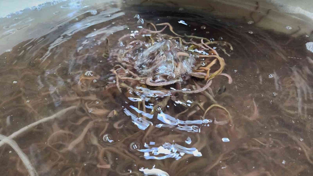 ÇANAKKALE’NİN AYVACIK İLÇESİNDE BULUNAN DENİZ SOLUCANI TÜRLERİ YETİŞTİRİCİLİĞİ TESİSİ SEKTÖRDE TEK...