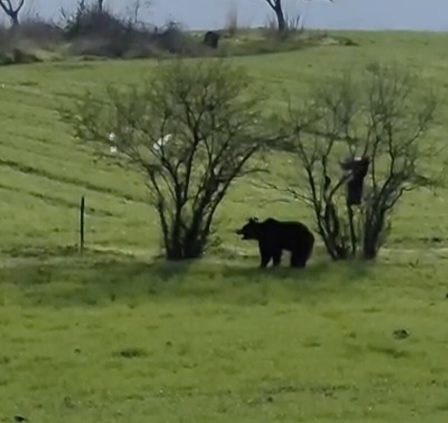 ÇANAKKALE’NİN LAPSEKİ İLÇESİNDE KÖY YOLUNA İNEN AYI, BİR VATANDAŞIN CEP TELEFONU KAMERASINA...