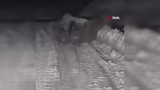 Çankırı'da kış uykusuna yatamayan ayılar kamerada