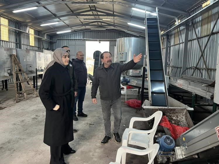 CEVİZİYLE ÖNE ÇIKAN GÖLPAZARI'NDA ÜRETİM ZİNCİRİ GÜÇLENİYOR