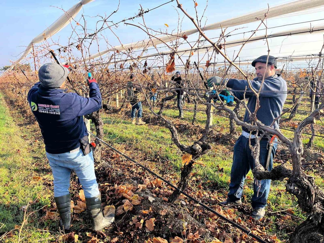 DENİZLİ BULDAN’DA BAĞLARDA ÇALIŞMALAR BAŞLADI. YENİ SEZON İÇİN BAĞLARINA GİREN ÜRETİCİLER...