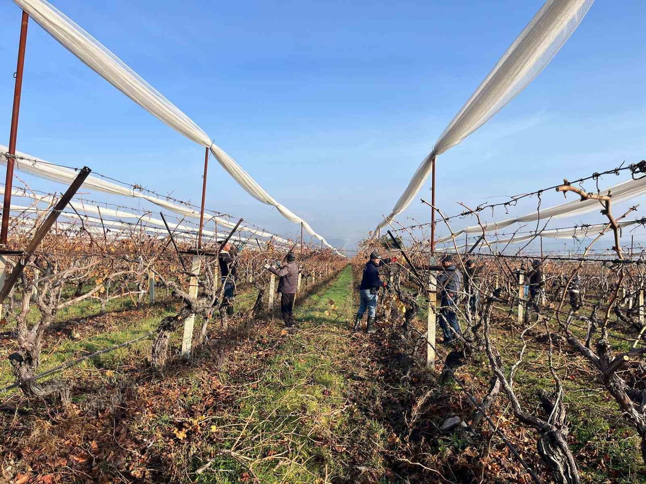 DENİZLİ BULDAN’DA BAĞLARDA ÇALIŞMALAR BAŞLADI. YENİ SEZON İÇİN BAĞLARINA GİREN ÜRETİCİLER...