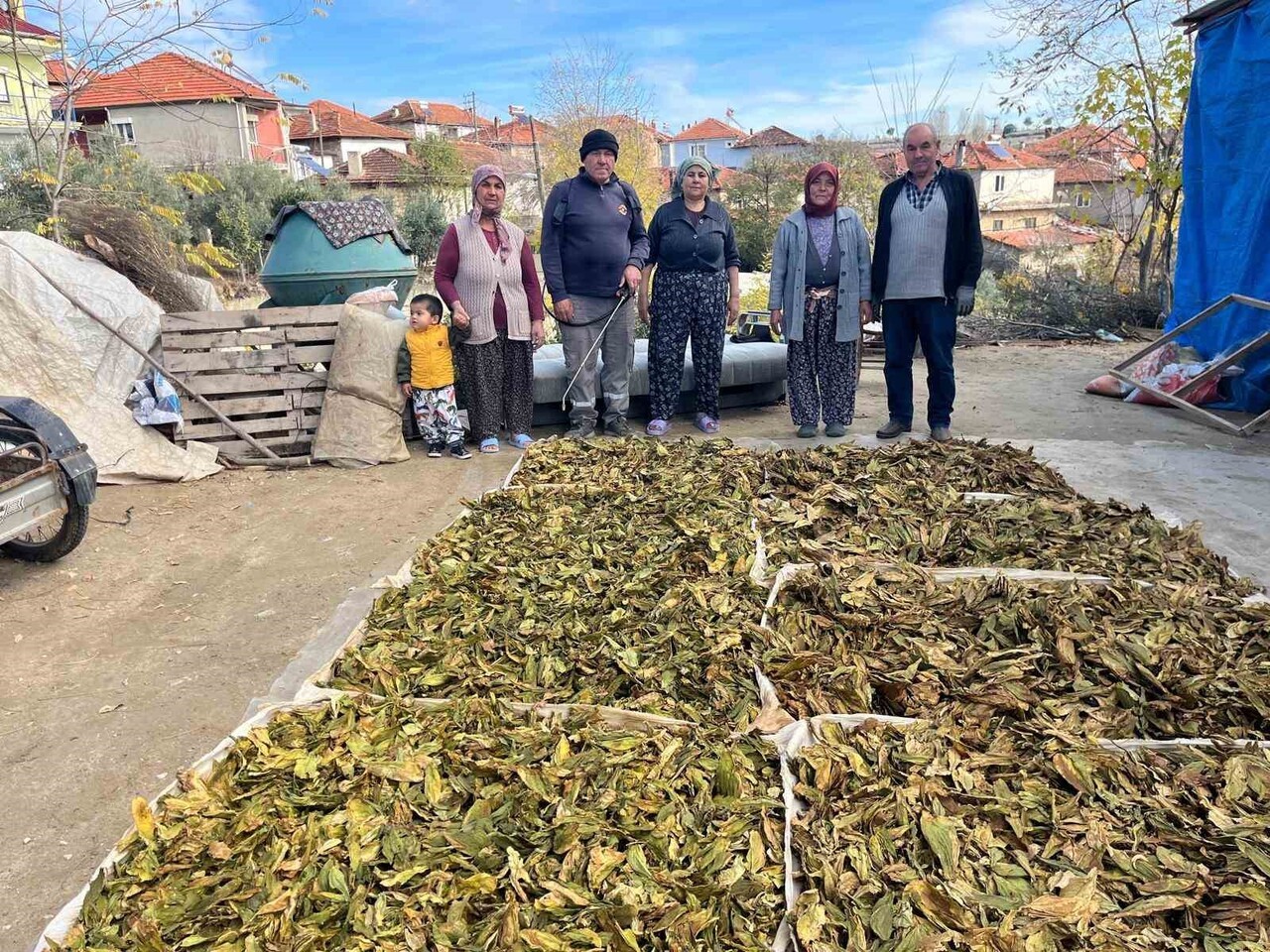 DENİZLİ’NİN BULDAN İLÇESİNDE YÜKSEK KALİTEDE ÜRETİLEN TÜTÜNLER, YAPILAN HASADIN ARDINDAN KOLİLERE...